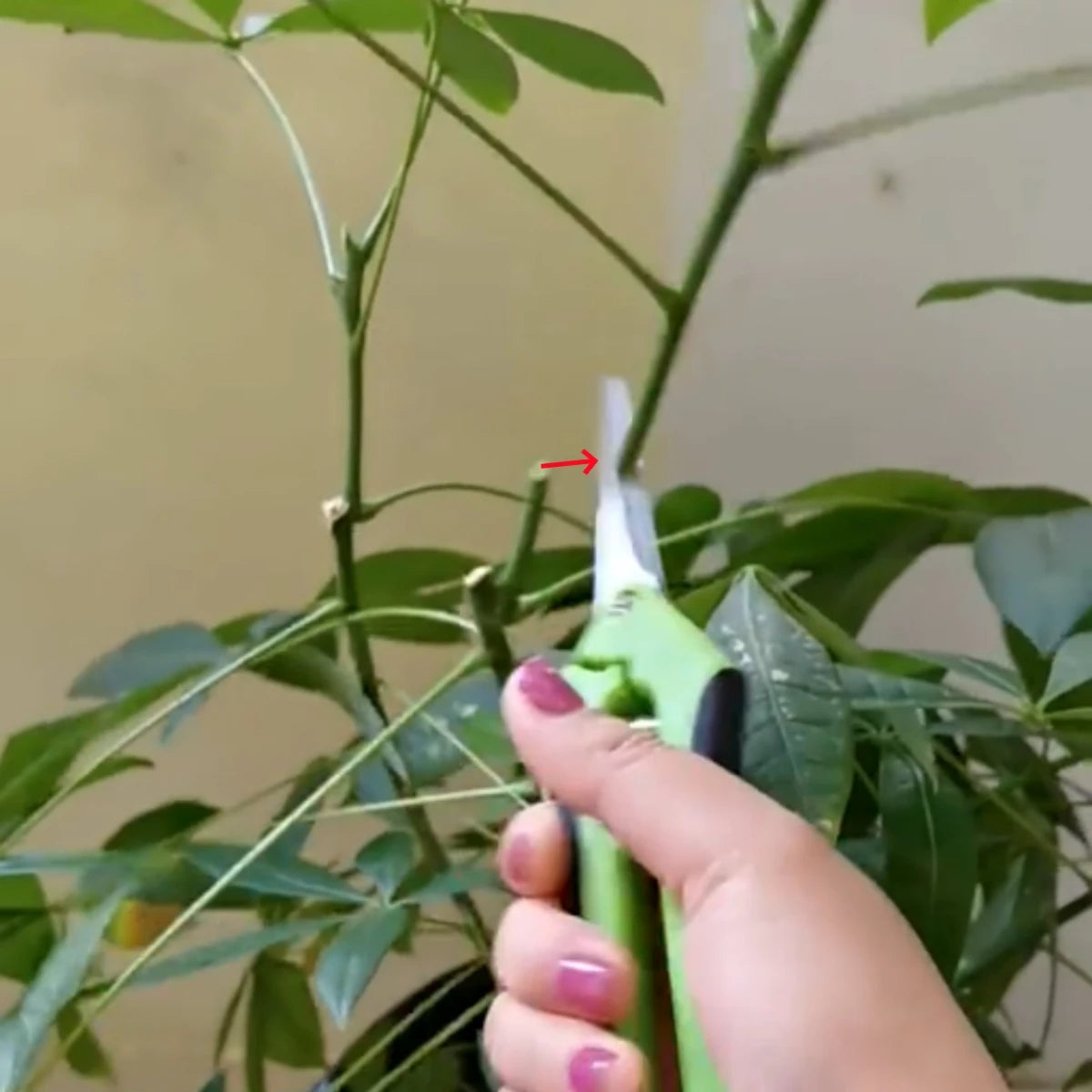1Pc Stainless Steel Branch Pruning Shears Garden Orchard Plant Flower Fruit Tree Branch Grafting Scissors Straight and Bend Head